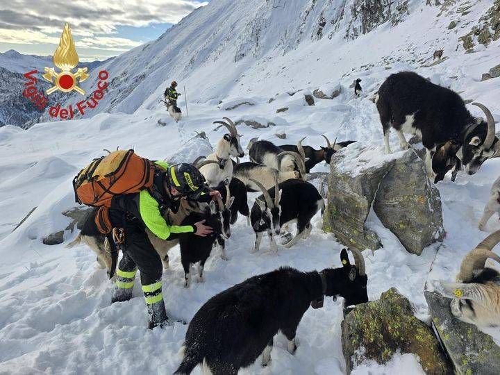 Fiaba di Natale in anticipo grazie ai Vigili del fuoco: recuperato gregge di capre disperso ad alta quota – VIDEO Vigili del fuoco gregge capre in quota